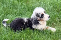 Jared, a male Bernedoodle for sale in Shipshewana, IN – 6 of 9