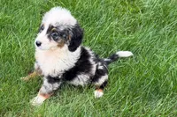 Jared, a male Bernedoodle for sale in Shipshewana, IN – 5 of 9