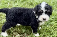 Yvette, a female Bernese Mountain Dog and Miniature Bernedoodle for sale in Shipshewana, IN – 3 of 8