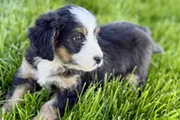 Oaklynn, a female Bernedoodle for sale in Shipshewana, IN – 6 of 10