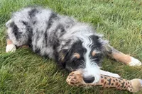 Yeller, a male Miniature Bernedoodle for sale in Shipshewana, IN – 10 of 10
