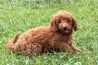 Chip, a male Poodle - Toy  for sale in Shipshewana, IN – 2 of 9