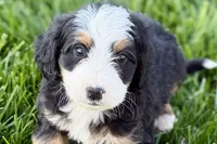 Oreo, a male Bernedoodle for sale in Shipshewana, IN – 2 of 10
