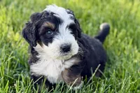 Oak, a male Bernedoodle for sale in Shipshewana, IN – 2 of 8