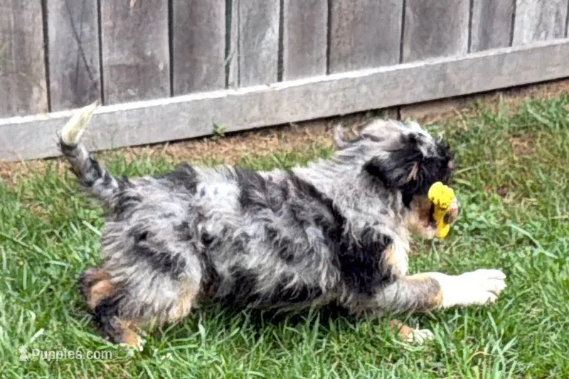 Yeller – Miniature Bernedoodle puppy for sale in Shipshewana, IN