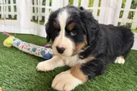 Jasmine, a female Bernese Mountain Dog for sale in Shipshewana, IN – Photo 7 of 8