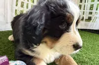Jasmine, a female Bernese Mountain Dog for sale in Shipshewana, IN – Photo 6 of 8