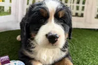 Jasmine, a female Bernese Mountain Dog for sale in Shipshewana, IN – Photo 2 of 8