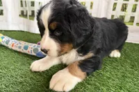 Jasmine, a female Bernese Mountain Dog for sale in Shipshewana, IN – Photo 8 of 8