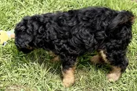 Odin, a male Miniature Bernedoodle for sale in Shipshewana, IN – 7 of 10