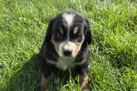 Hank, a male Bernese Mountain Dog for sale in Shipshewana, IN – 5 of 6
