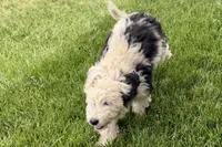 Willow , a female Miniature Bernedoodle for sale in Shipshewana, IN – 9 of 10