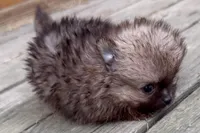 Tony, a male Pomeranian for sale in Shipshewana, IN – 5 of 7