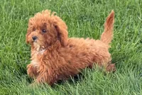 Benny, a male Poodle - Toy  for sale in Shipshewana, IN – 2 of 9
