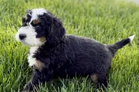 Ollie, a male Bernedoodle for sale in Shipshewana, IN – 2 of 10