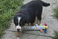 Hank, a male Bernese Mountain Dog for sale in Shipshewana, IN – 2 of 6