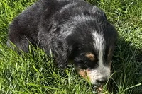 Heaven, a male Bernese Mountain Dog for sale in Shipshewana, IN – 3 of 6