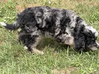 Orville, a male Miniature Bernedoodle for sale in Shipshewana, IN – 7 of 7