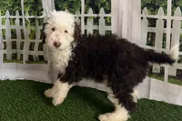 processed/632ae00d-cb25-448f-9769-381ae2030b8e/listing/294fa62f-a155-48f9-a6f6-4dda26600502/798fbf3d-8966-4a70-b9e0-7725e7581cbd