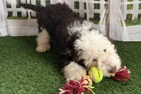 processed/632ae00d-cb25-448f-9769-381ae2030b8e/listing/294fa62f-a155-48f9-a6f6-4dda26600502/97d01944-3847-408b-bc80-8b9e612f8475