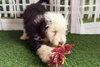 processed/632ae00d-cb25-448f-9769-381ae2030b8e/listing/294fa62f-a155-48f9-a6f6-4dda26600502/ca71333e-8763-4e4e-8bb7-2ca52ed0d3e8