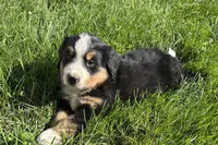 Ham, a male Bernese Mountain Dog for sale in Shipshewana, IN – 6 of 7