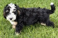 Oak, a male Bernedoodle for sale in Shipshewana, IN – 3 of 10