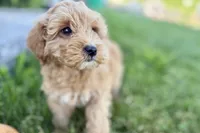Ozzy, a male Goldendoodle for sale in Shipshewana, IN – 4 of 8