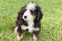 Oreo, a male Bernedoodle for sale in Shipshewana, IN – 10 of 10