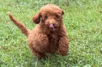 Chip, a male Poodle - Toy  for sale in Shipshewana, IN – 4 of 9