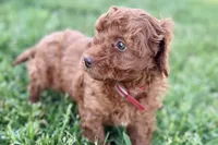 Waverly, a female Miniature Goldendoodle for sale in Shipshewana, IN – 5 of 10