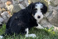 Julia, a female Bernedoodle for sale in Shipshewana, IN – 3 of 8