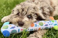 York, a male Goldendoodle for sale in Shipshewana, IN – 5 of 10