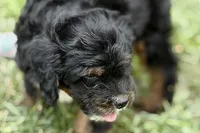 Omar, a male Miniature Bernedoodle for sale in Shipshewana, IN – 3 of 9
