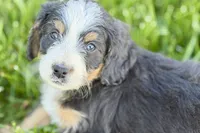 Oaklynn, a female Bernedoodle for sale in Shipshewana, IN – 4 of 10