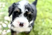 Yvette, a female Bernese Mountain Dog and Miniature Bernedoodle for sale in Shipshewana, IN – 6 of 8
