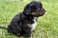 Orbit, a male Bernedoodle for sale in Shipshewana, IN – 3 of 9