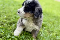 Yeller, a male Bernese Mountain Dog and Miniature Bernedoodle for sale in Shipshewana, IN – 5 of 9
