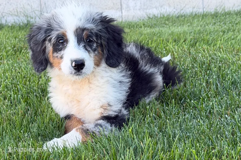 Jared – Bernedoodle puppy for sale in Shipshewana, IN