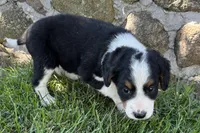 Janice, a female Bernedoodle for sale in Shipshewana, IN – 2 of 7