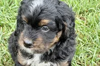 Orbit, a male Bernedoodle for sale in Shipshewana, IN – 6 of 9