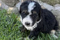Jericho , a male Bernedoodle for sale in Shipshewana, IN – 2 of 6