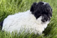 Poppy , a female Poodle - Miniature  for sale in Shipshewana, IN – 3 of 9