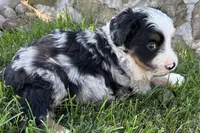 Jimmy, a male Bernedoodle for sale in Shipshewana, IN – 4 of 8