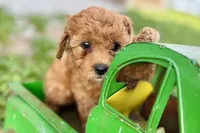 Wiggles, a female Miniature Goldendoodle for sale in Shipshewana, IN – 9 of 10