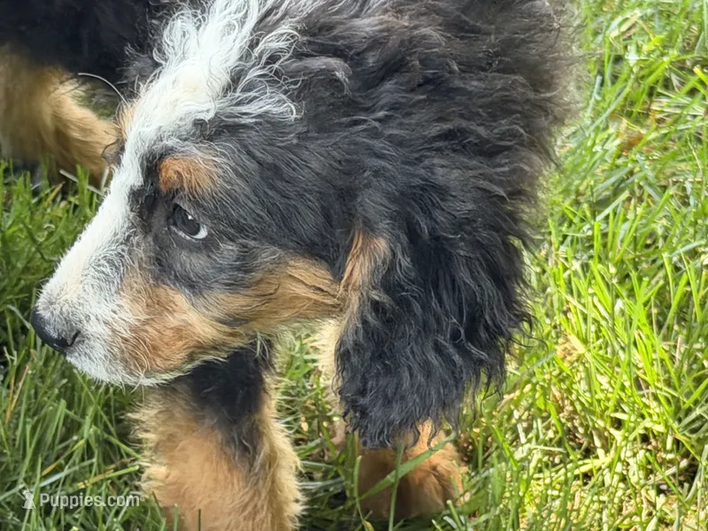 Ocean – Bernedoodle puppy for sale in Shipshewana, IN