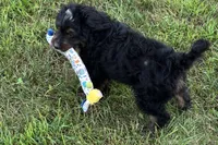 Orbit, a male Miniature Bernedoodle for sale in Shipshewana, IN – 8 of 10