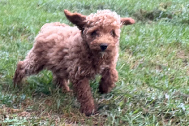 Comet  – Poodle - Toy  puppy for sale in Shipshewana, IN