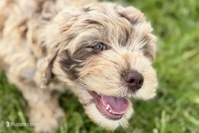 Yoshi – Goldendoodle puppy for sale in Shipshewana, IN