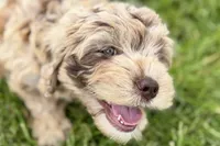 Yoshi, a male Goldendoodle for sale in Shipshewana, IN – 1 of 9